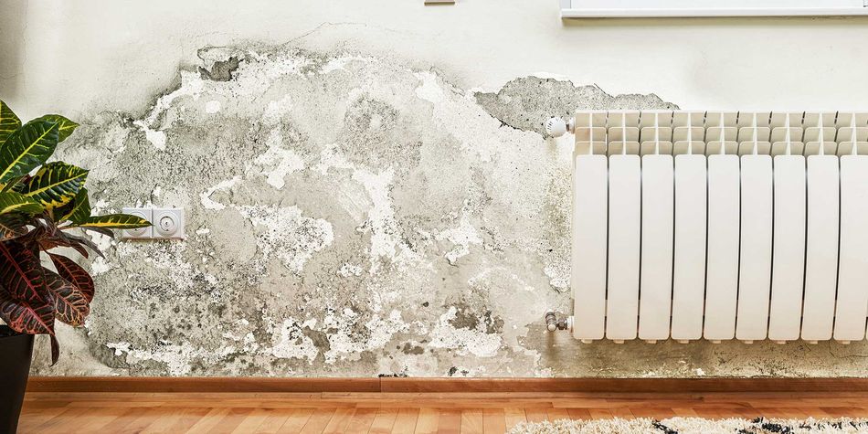 What kind of damp is affecting my home?